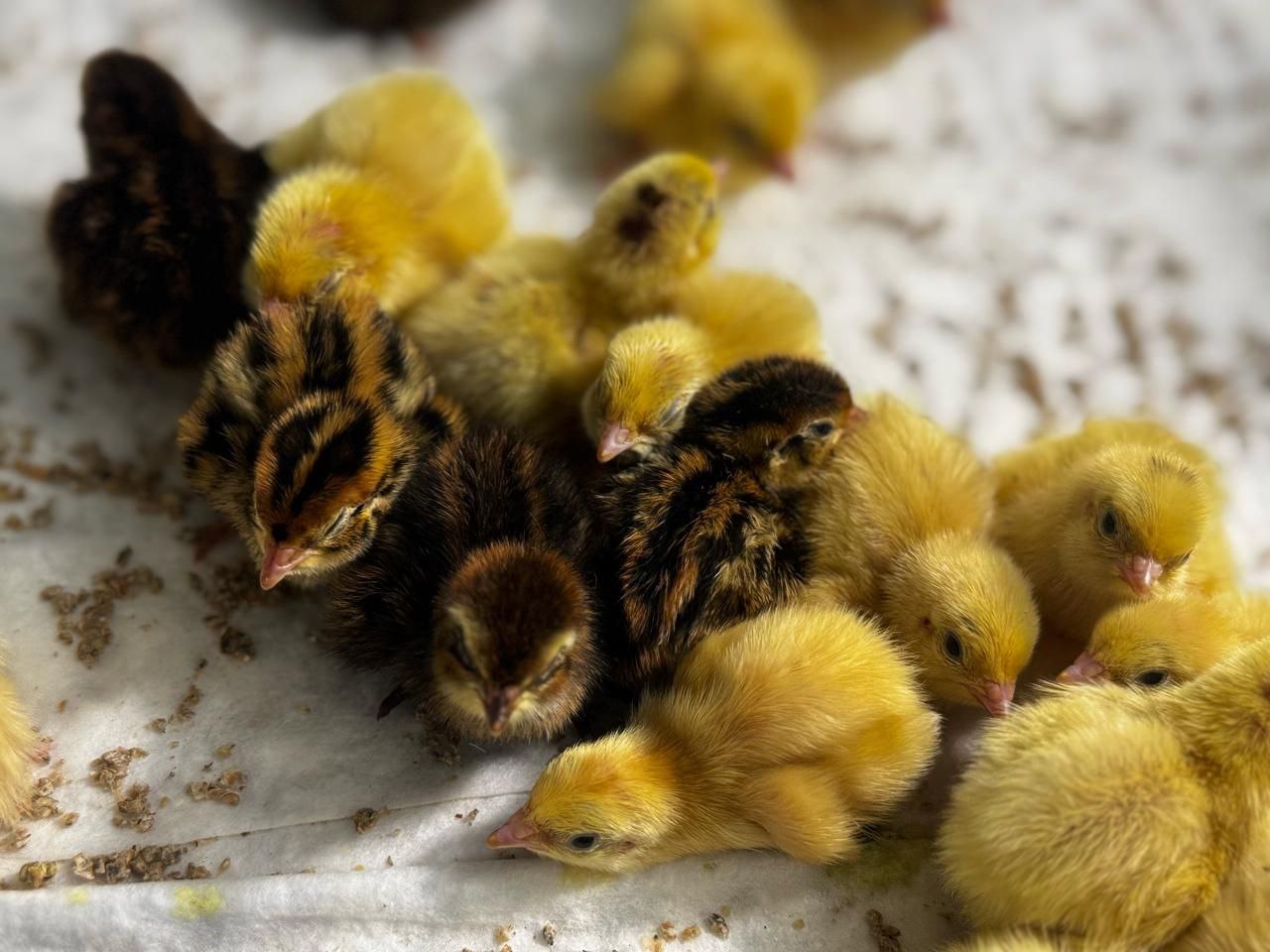 СОЦИАЛЬНЫЙ КОНТРАКТ ПОМОГ СЕМЬЕ ИЗ КУРГАНСКОЙ ОБЛАСТИ РАЗВИТЬ ХОЗЯЙСТВО ПО РАЗВЕДЕНИЮ ПЕРЕПЕЛОВ СОЦИАЛЬНЫЙ КОНТРАКТ ПОМОГ СЕМЬЕ ИЗ КУРГАНСКОЙ ОБЛАСТИ РАЗВИТЬ ХОЗЯЙСТВО ПО РАЗВЕДЕНИЮ ПЕРЕПЕЛОВ